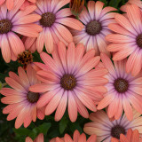 Osteospermum Serenity Coral Magic