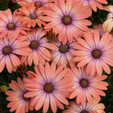 Osteospermum Serenity Coral Magic