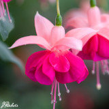 Fuchsia Hardy Garden News