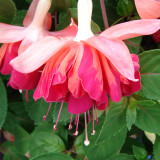 Fuchsia Orange King