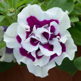 Petunia Tumbelina Collection