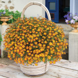 Bidens Blazing Glory