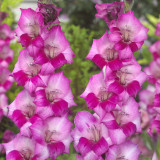 Gladioli Blue Star 10/12cm