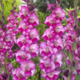 Gladioli Blue Star 10/12cm