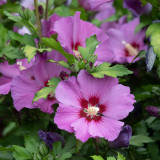 Hibiscus syriacus Woodbridge