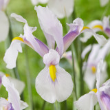 Iris Hollandia Carmen 7-8cm