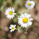 Herb Chamomile Anthemis Nobilis