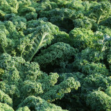 Kale Borecole Vates Blue Curled