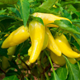 Sweet Pepper Lemon Dream Sweet Pepper Lemon Dream
