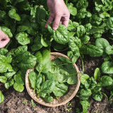 Spinach Medania Spinach Medania