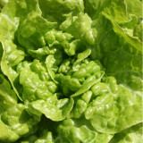 Lettuce Tom Thumb