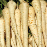 Parsnip Countess F1 Maincrop