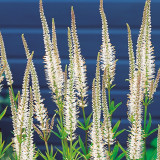 Veronicastrum Virginicum Alba