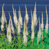 Veronicastrum Virginicum Alba