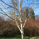 Betula pendula