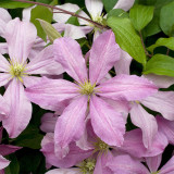 Clematis 'Mrs. Cholmondeley'