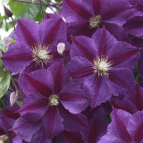 Clematis 'Star of India'