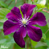Clematis 'Warszawska Nike'
