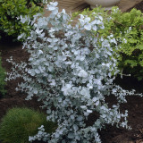 Eucalyptus pulverulenta Baby Blue