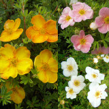 Potentilla Mix