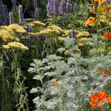 Artemisia ‘Powis Castle’