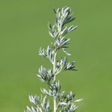 Artemisia ‘Powis Castle’