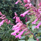 Salvia Kisses and Wishes (9cm Pot)