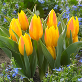 Tulip Heweri