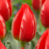 Tulip Friendly Fire Tulip Friendly Fire