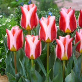 Tulip Rosanna