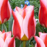 Tulip Rosanna Tulip Rosanna