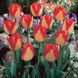 Tulip American Dream