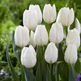 Tulip Ice Cap