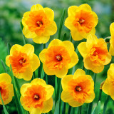 Narcissus Mirar Narcissus Mirar