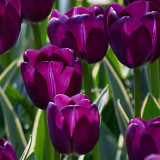 Tulip Caravelle Design