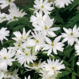 Anemone nemorosa Bracteata Pleniflorum
