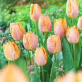 Tulip Salmon Prince Tulip Salmon Prince