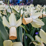 Narcissus Carice