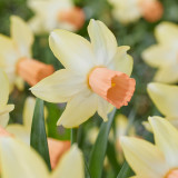 Narcissus Carice Narcissus Carice