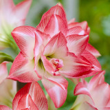 Amaryllis Blossom Peacock