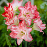 Amaryllis Blossom Peacock