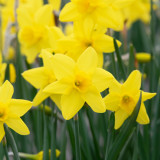 Narcissus Marie Curie Diamond