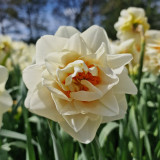 Narcissus Gay Tabor Narcissus Gay Tabor