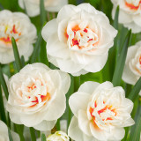 Narcissus Gay Tabor Narcissus Gay Tabor