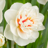 Narcissus Gay Tabor Narcissus Gay Tabor