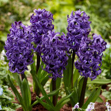 Hyacinth Ocean Delights 18/19cm