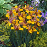 Iris Bronze Perfection (Dutch) 8-9cm Iris Bronze Perfection (Dutch) 8-9cm