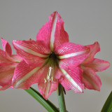 Amaryllis Pinkolo