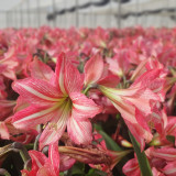 Amaryllis Pinkolo Amaryllis Pinkolo
