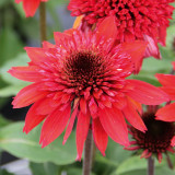 Echinacea Papallo Semi Double Cherry